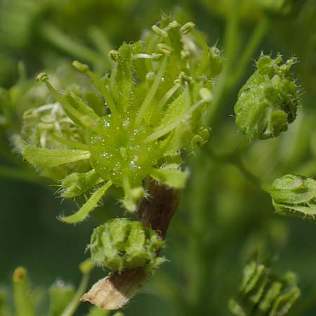 Acer obtusatum \ Schneeball-Ahorn, D Mannheim 18.4.2022