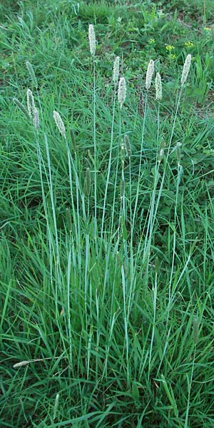 Alopecurus pratensis \ Wiesen-Fuchsschwanz / Meadow Foxtail, D Edenkoben 15.4.2007