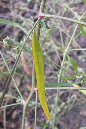 Atriplex patula \ Spreizende Melde, Gewhnliche Melde / Spreading Orache, Common Orache, D Philippsburg 28.9.2013