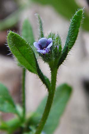 Asperugo procumbens \ Scharfkraut, Schlangenuglein / German Madwort, D Blaubeuren 2.6.2015