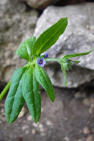 Asperugo procumbens \ Scharfkraut, Schlangenuglein / German Madwort, D Blaubeuren 2.6.2015