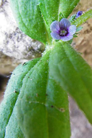 Asperugo procumbens \ Scharfkraut, Schlangenuglein / German Madwort, D Blaubeuren 2.6.2015