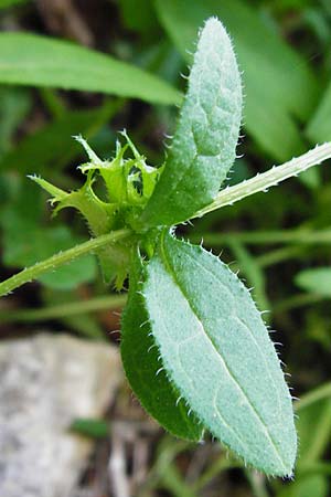 Asperugo procumbens \ Scharfkraut, Schlangenuglein / German Madwort, D Blaubeuren 2.6.2015