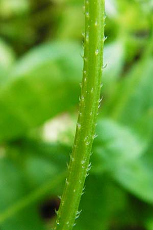 Asperugo procumbens \ Scharfkraut, Schlangenuglein / German Madwort, D Blaubeuren 2.6.2015