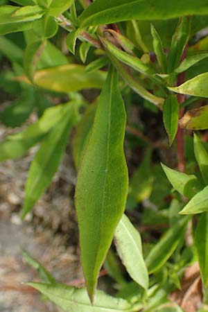 Symphyotrichum lanceolatum \ Lanzett-Herbst-Aster, D Karlsruhe 3.10.2015