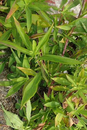 Symphyotrichum lanceolatum \ Lanzett-Herbst-Aster, D Karlsruhe 3.10.2015