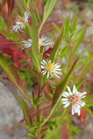 Symphyotrichum lanceolatum \ Lanzett-Herbst-Aster / Narrow-Leaved Michaelmas Daisy, White Panicle Aster, D Karlsruhe 3.10.2015