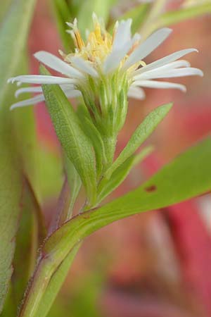 Symphyotrichum lanceolatum \ Lanzett-Herbst-Aster / Narrow-Leaved Michaelmas Daisy, White Panicle Aster, D Karlsruhe 3.10.2015