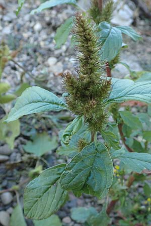 Amaranthus powellii / Green Pigweed, D Dresden 3.11.2015