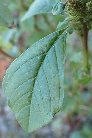 Amaranthus powellii \ Grnhriger Amaranth / Green Pigweed, D Dresden 3.11.2015