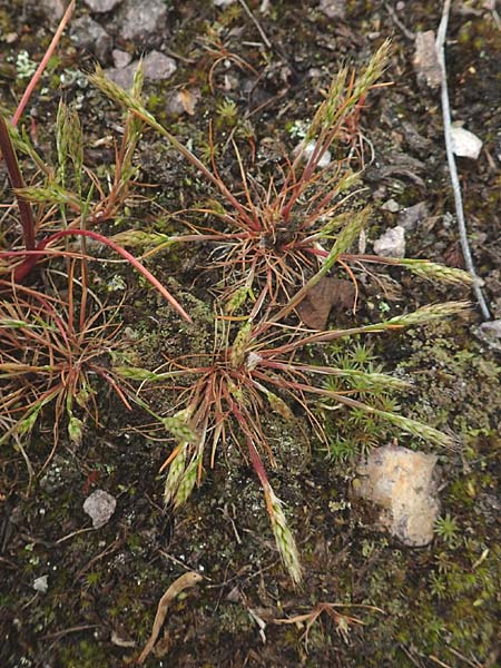 Aira praecox \ Frhe Haferschmiele / Small Hair-Grass, Early Hair-Grass, D Schriesheim 14.5.2016