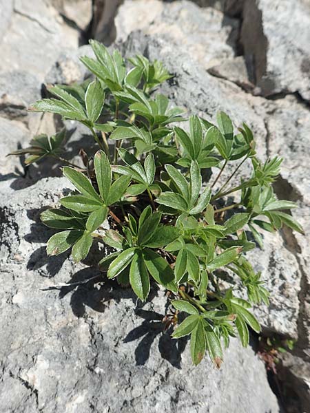 Alchemilla pallens \ Blassgrner Frauenmantel, D Pfronten 28.6.2016