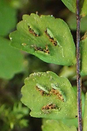 Asplenium trichomanes subsp. pachyrachis \ Dickstieliger Brauner Streifenfarn / Thick-Stem Spleenwort, D Heidelberg 18.7.2016