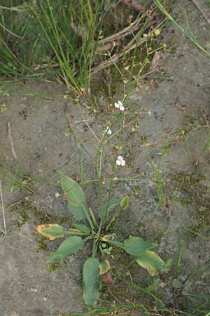 Alisma plantago-aquatica \ Gewhnlicher Froschlffel / Water-Plantain, D Hassloch 22.9.2016