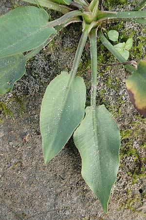 Alisma plantago-aquatica \ Gewhnlicher Froschlffel, D Hassloch 22.9.2016