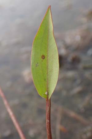 Alisma plantago-aquatica \ Gewhnlicher Froschlffel, D Hassloch 22.9.2016