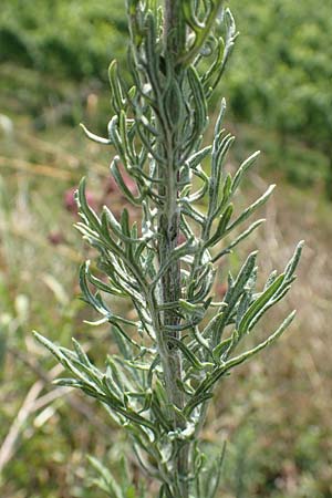 Artemisia pontica ? \ Pontischer Beifu, Rmischer Wermut / Roman Wormwood, D Freiburg-Tiengen 22.7.2017