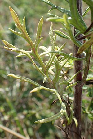 Artemisia pontica ? \ Pontischer Beifu, Rmischer Wermut / Roman Wormwood, D Freiburg-Tiengen 22.7.2017