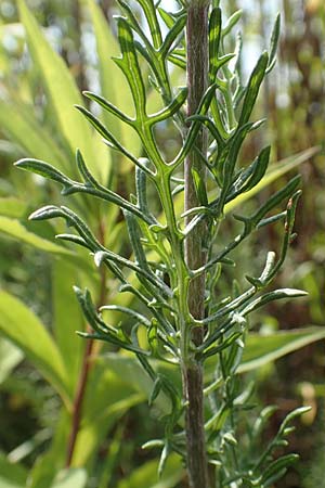 Artemisia pontica ? \ Pontischer Beifu, Rmischer Wermut, D Freiburg-Tiengen 22.7.2017