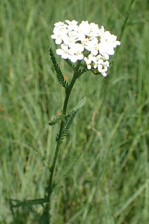 Achillea pratensis \ Rasige Wiesen-Schafgarbe / Meadow Milfoil, D Pfalz, Speyer 8.6.2018