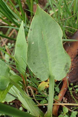 Alisma plantago-aquatica \ Gewhnlicher Froschlffel, D Drover Heide 13.6.2018