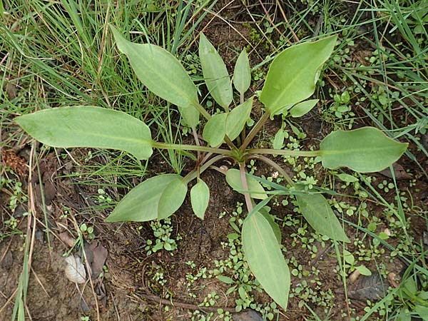 Alisma plantago-aquatica \ Gewhnlicher Froschlffel, D Drover Heide 13.6.2018