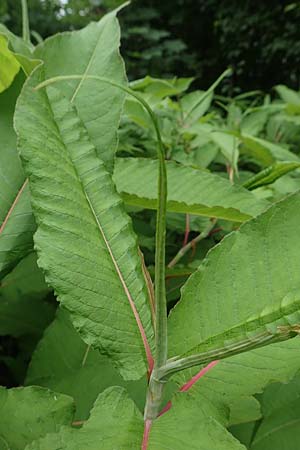 Koenigia polystachya \ Himalaya-Knterich / Himalayan Knotweed, D Winterberg 15.6.2018