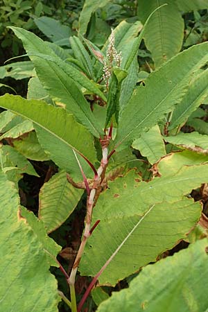 Koenigia polystachya \ Himalaya-Knterich / Himalayan Knotweed, D Winterberg 24.8.2018