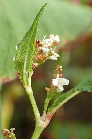 Koenigia polystachya \ Himalaya-Knterich / Himalayan Knotweed, D Winterberg 24.8.2018