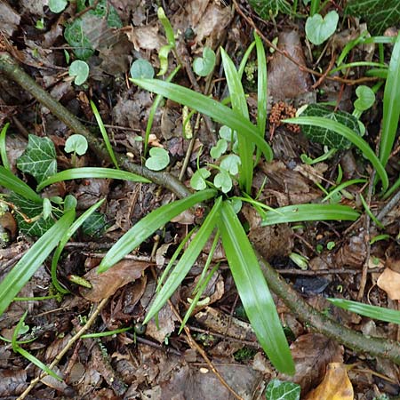 Allium paradoxum / Few-Flowered Leek, D Leverkusen 11.3.2019