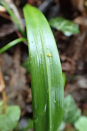 Allium paradoxum \ Wunder-Lauch, Seltsamer Lauch / Few-Flowered Leek, D Leverkusen 11.3.2019