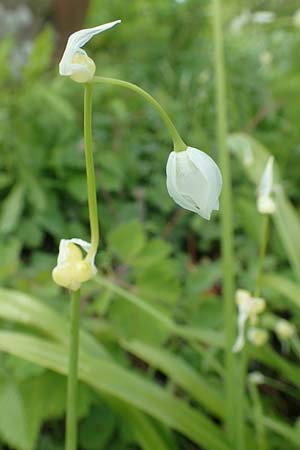 Allium paradoxum \ Wunder-Lauch, Seltsamer Lauch / Few-Flowered Leek, D Weinheim an der Bergstraße, Botan. Gar.  Hermannshof 17.4.2019