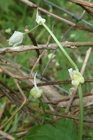 Allium paradoxum \ Wunder-Lauch, Seltsamer Lauch / Few-Flowered Leek, D Leverkusen 24.4.2019