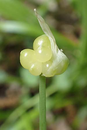 Allium paradoxum / Few-Flowered Leek, D Leverkusen 24.4.2019