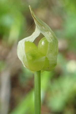 Allium paradoxum \ Wunder-Lauch, Seltsamer Lauch / Few-Flowered Leek, D Leverkusen 24.4.2019