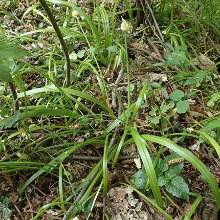 Allium paradoxum \ Wunder-Lauch, Seltsamer Lauch / Few-Flowered Leek, D Leverkusen 24.4.2019