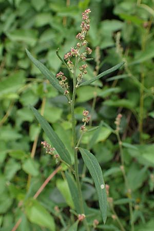 Atriplex patula \ Spreizende Melde, Gewhnliche Melde / Spreading Orache, Common Orache, D Karlsruhe-Grötzingen 20.8.2019