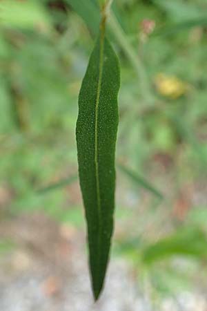 Atriplex patula \ Spreizende Melde, Gewhnliche Melde, D Karlsruhe-Grötzingen 20.8.2019