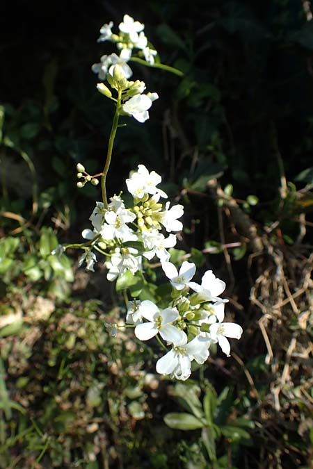 Arabis procurrens \ Ungarische Gnsekresse, Karpaten-Schaumkresse / Running Rock-Cress, D Weinheim an der Bergstraße 31.3.2020