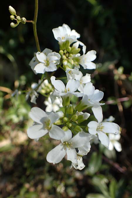 Arabis procurrens \ Ungarische Gnsekresse, Karpaten-Schaumkresse, D Weinheim an der Bergstraße 31.3.2020