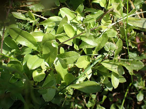 Arabis procurrens \ Ungarische Gnsekresse, Karpaten-Schaumkresse, D Weinheim an der Bergstraße 31.3.2020