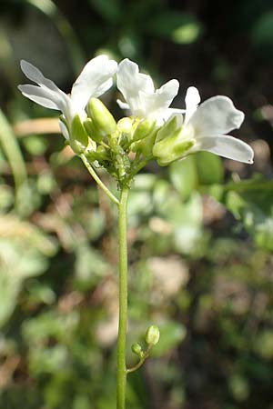 Arabis procurrens \ Ungarische Gnsekresse, Karpaten-Schaumkresse / Running Rock-Cress, D Weinheim an der Bergstraße 31.3.2020