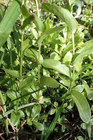 Arabis procurrens \ Ungarische Gnsekresse, Karpaten-Schaumkresse / Running Rock-Cress, D Weinheim an der Bergstraße 31.3.2020