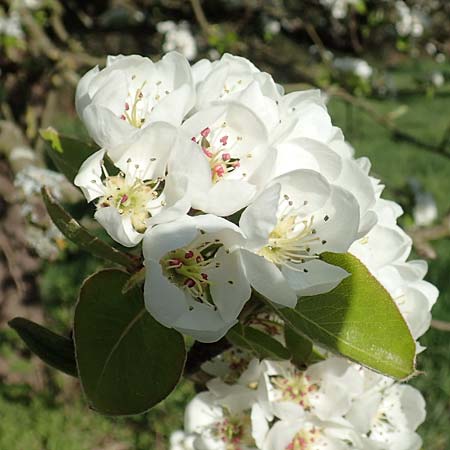 Malus domestica / Apple, D Odenwald, Rimbach 10.4.2020