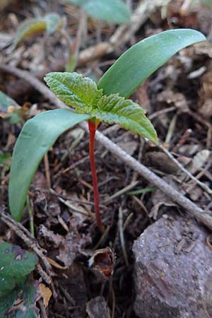 Acer pseudoplatanus \ Berg-Ahorn, D Wald-Michelbach 25.4.2021