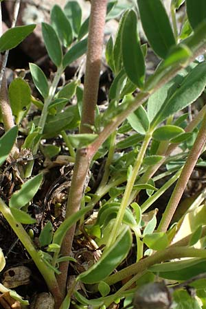 Anthyllis vulneraria subsp. polyphylla \ Steppen-Wundklee, Ungarischer Wundklee / Many-Leaved Kidney Vetch, D Mannheim 19.5.2021