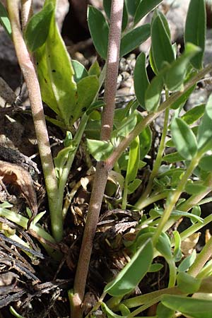 Anthyllis vulneraria subsp. polyphylla \ Steppen-Wundklee, Ungarischer Wundklee / Many-Leaved Kidney Vetch, D Mannheim 19.5.2021