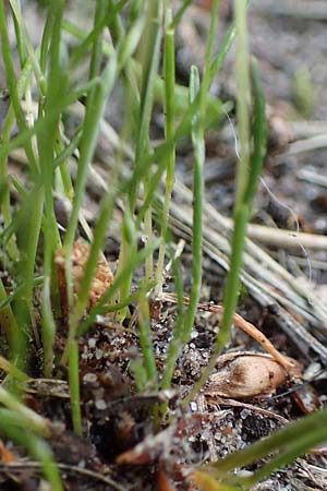 Aira praecox \ Frhe Haferschmiele / Small Hair-Grass, Early Hair-Grass, D Mannheim 11.6.2021