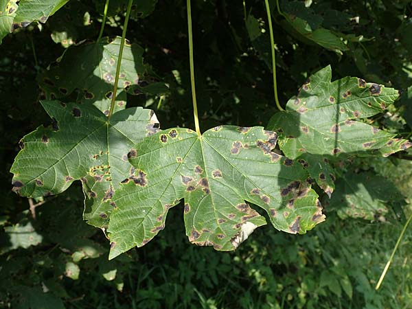 Acer pseudoplatanus \ Berg-Ahorn, D Wald-Michelbach 21.8.2021