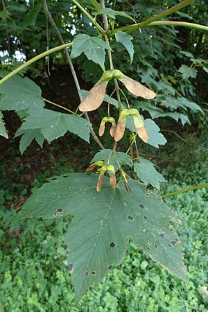 Acer pseudoplatanus \ Berg-Ahorn, D Wald-Michelbach 21.8.2021